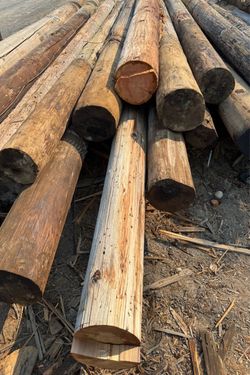Telephone poles / fence posts