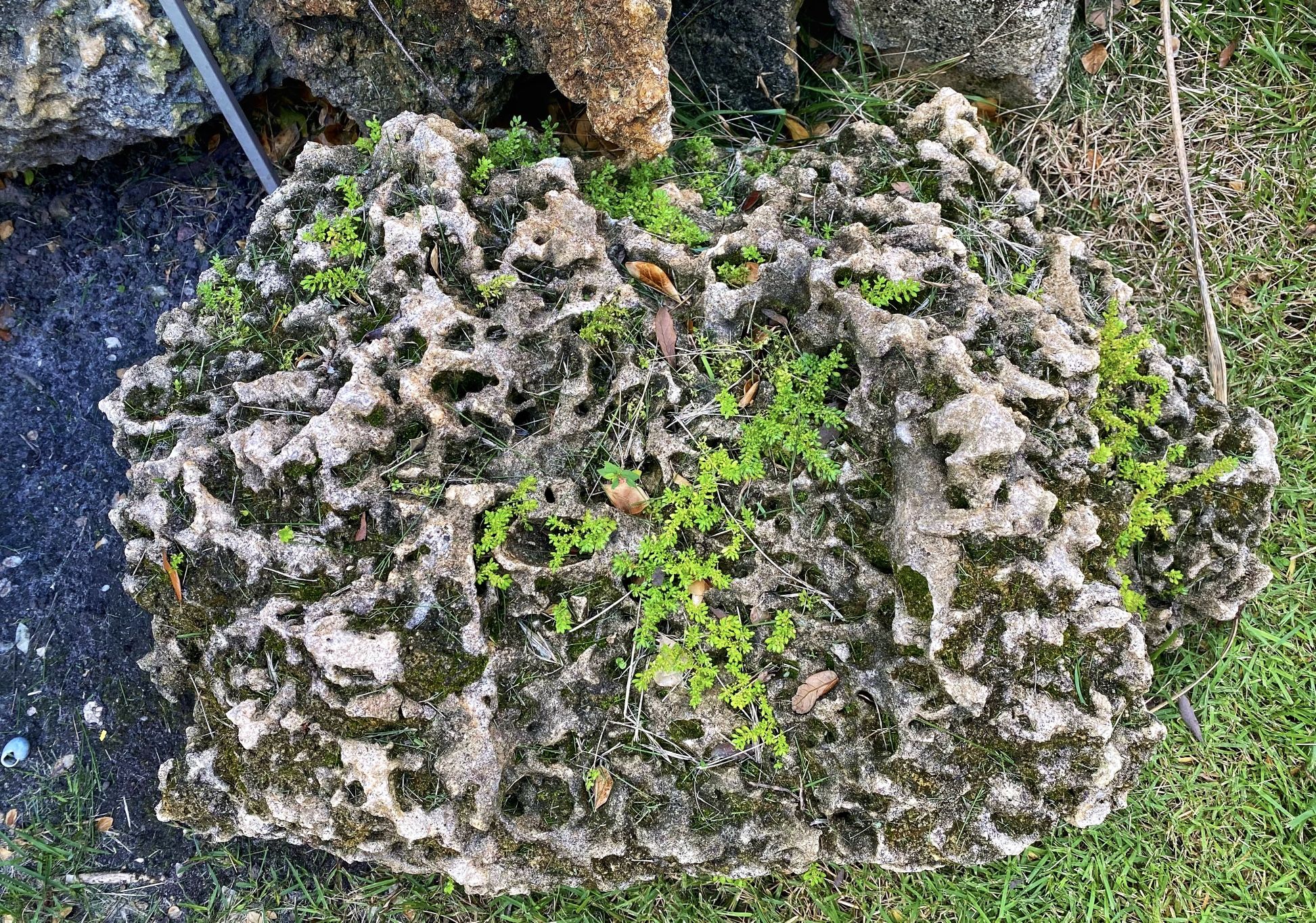Large Coral Rocks