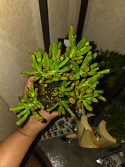 Gollum Jade plant