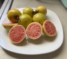 Healthy Pink Guava Tree with Fruit