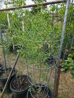 Black and Red Goji Berries