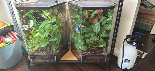(2) crested gecko bioactive terrariums