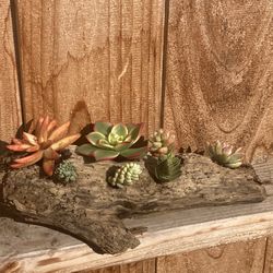 Driftwood Succulent Planter Arrangement