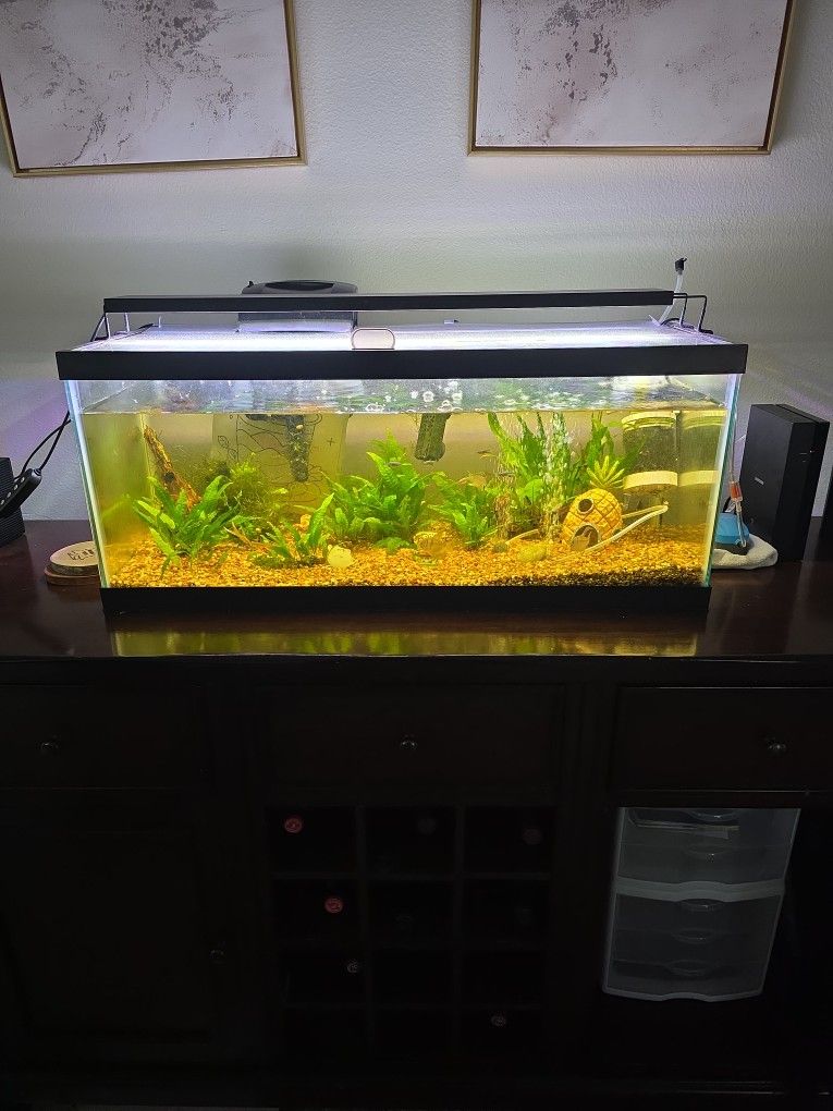 Fish Tank