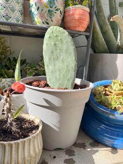 Organic Prickly Pear Cactus Plant