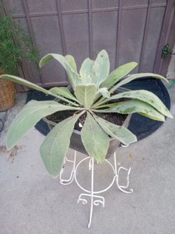 planta de gordolobo
