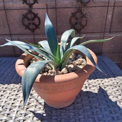  Weber Agave 
