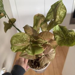 Large Strawberry Syngonium