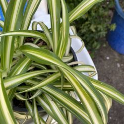 Spider Plants 