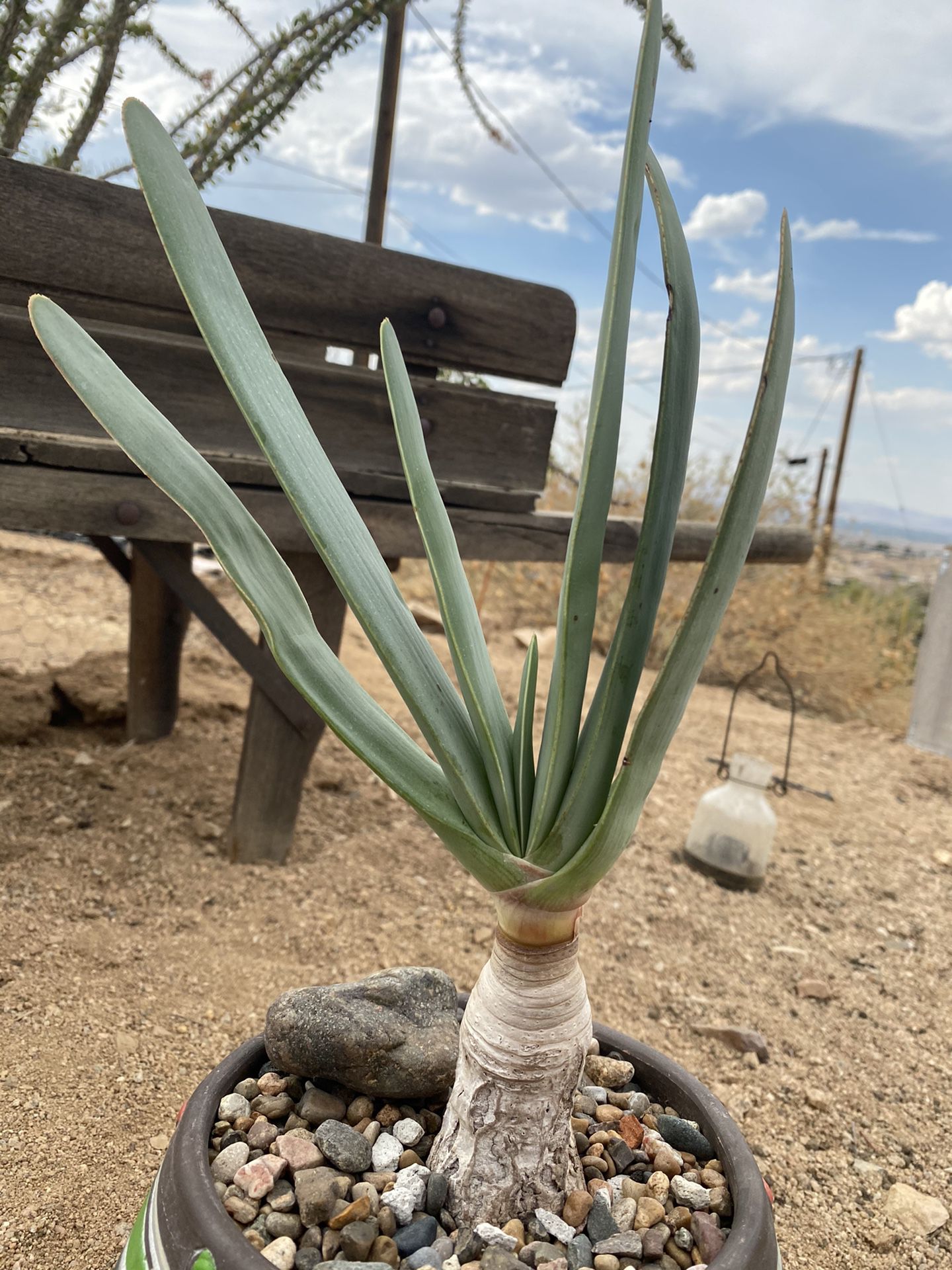 Fan Aloe (Aloe plicatilis ) 6inch terra-cotta pot
