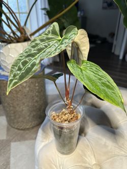 Anthurium Besseae Aff x Papillilaminum Seedling