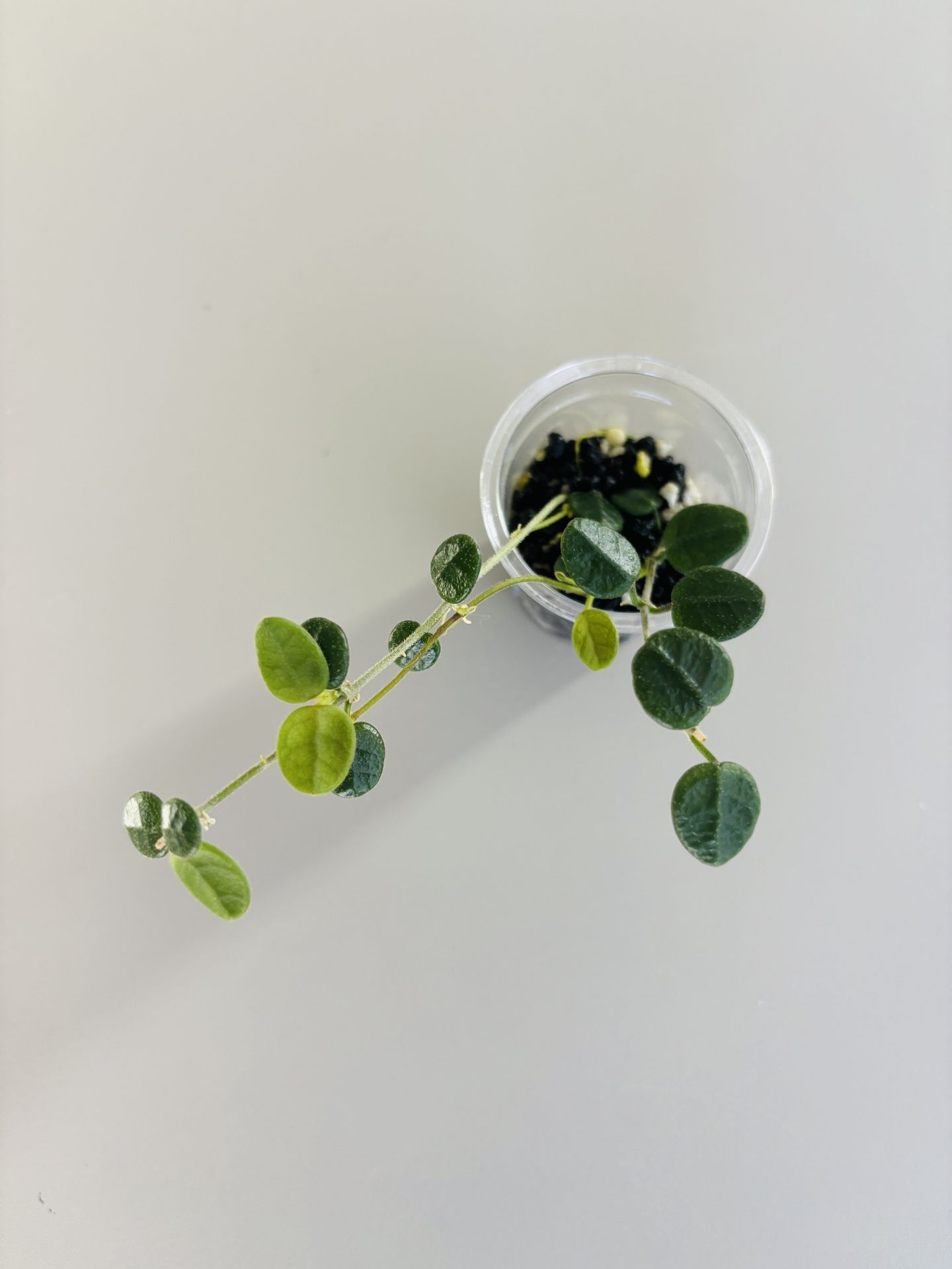 Hoya Tengchongensis