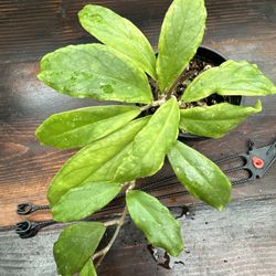 Hoya Ranauensis 4” Hanging Pot - Shipping Available 