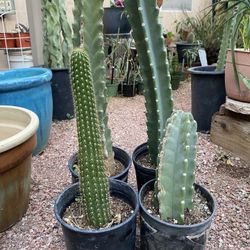 CACTUS 2 Kinds