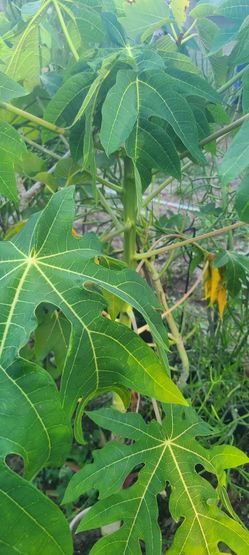 Papaya  Tree 
