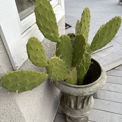 Large Potted Cactus 
