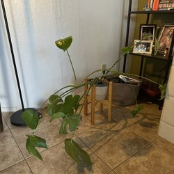Real Monstera Plant & Plant Stand 