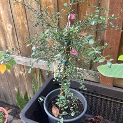 Finger Lime Tree