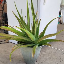Aloe Vera Plant Organic ( Price Firm!)