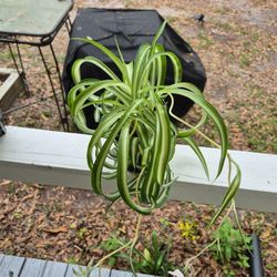 Green Bonnie Spider Plant 