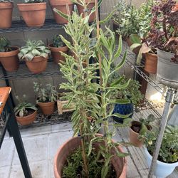 Kalanchoe Mother Of Thousands