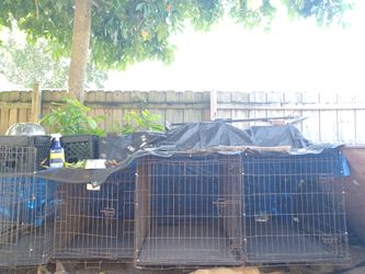 Dog Crates/Cages