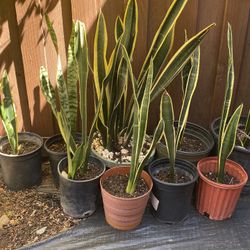 Snake Plants 