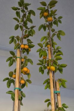 10–12 Ft Fruiting Persimmon Tree
