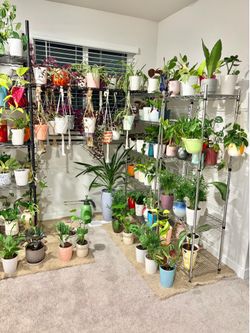 Indoor Plants Sale 15% Off