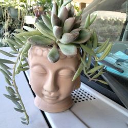 Planteto Decorado Con Suculenta