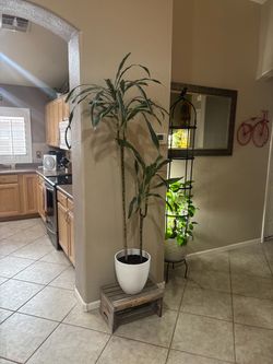 Tall Dracaena “White Jewel” Plant in White Pot