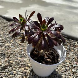 Succulent Aeoniums 