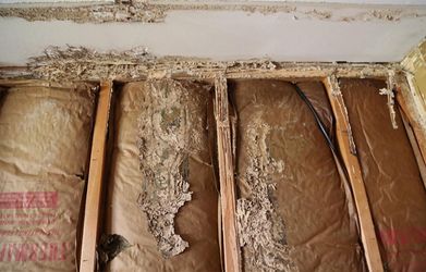 Termite Inspections 