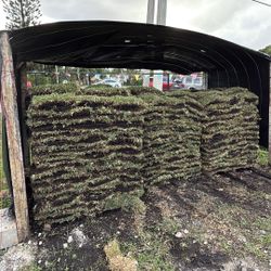 St Augustine Sod - Pallet