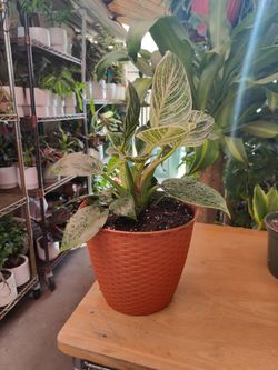 Indoor/Outdoor Plants