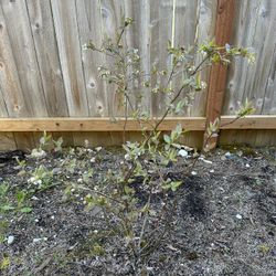 blueberry plant