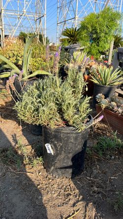 French lavender