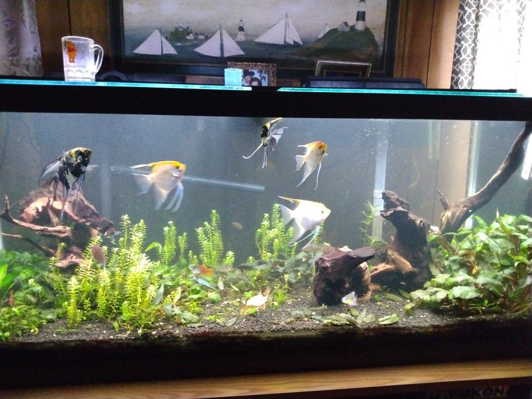 75gallon