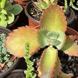 Succulents Plants 4” 🪴