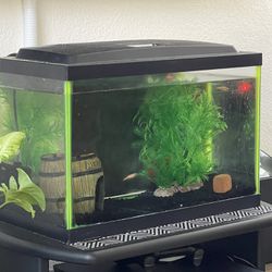 5 Gallon Glofish Tank for Sale in Las Vegas, NV - OfferUp