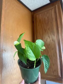 Pothos plant 4in