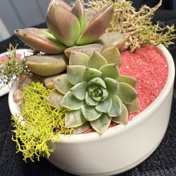 Real succulent arrangements