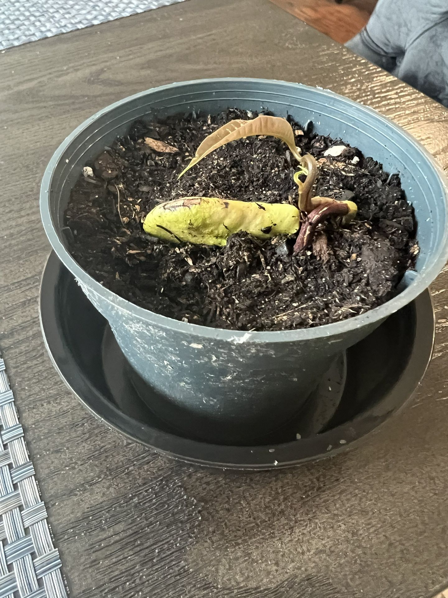 Mango Plant Starts