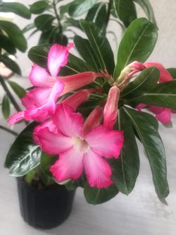 Desert Rose 🌸