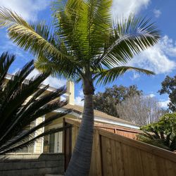 palms