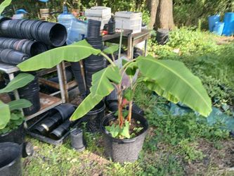 Banana Tree