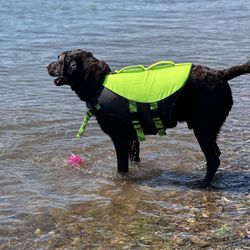 Arcadia Trail® High Visibility Dog Life Vest