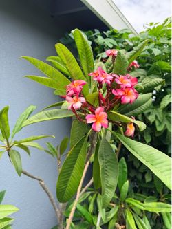 Plumerias/ plantas hawaianas