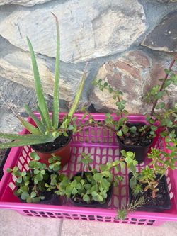Succulent Bundle