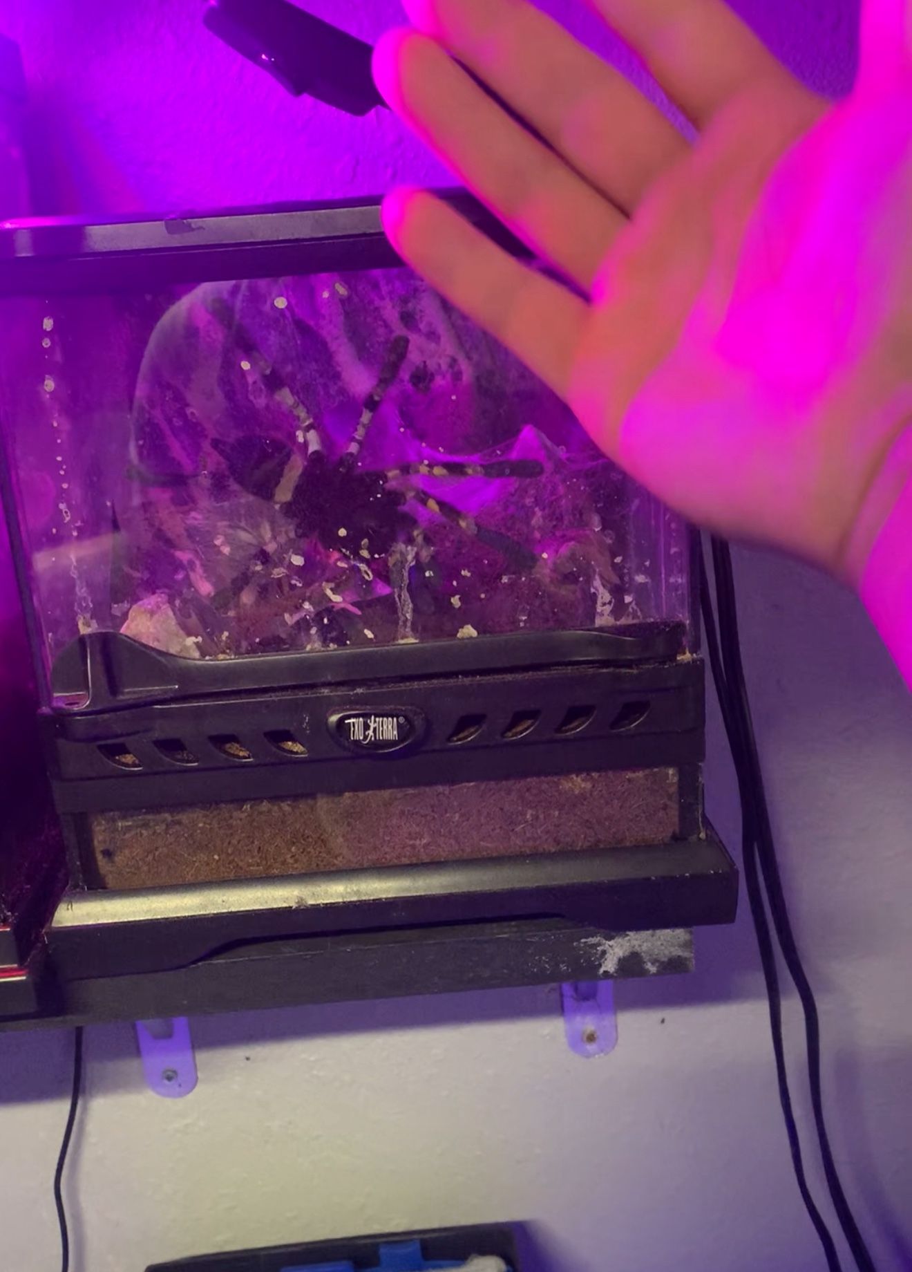 Indian Ornamental Spider Cage